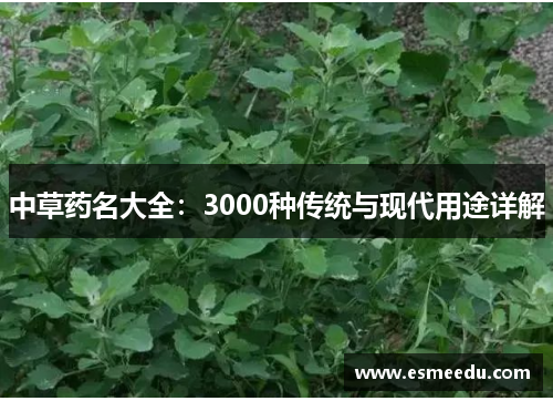 中草药名大全：3000种传统与现代用途详解